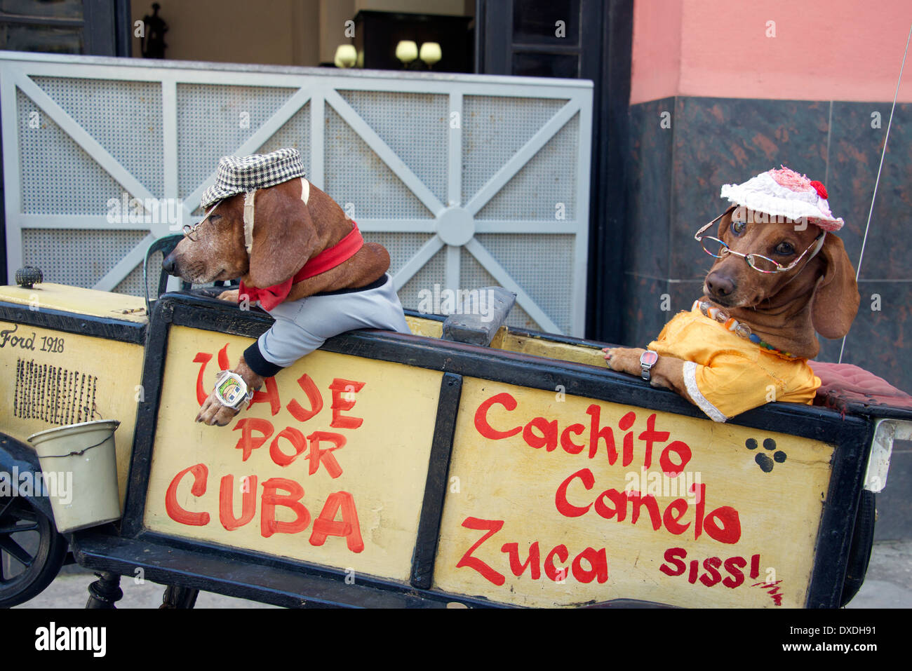 Deux chiens habillés de tissus humains assis dans la vieille Havane Cuba voiture modèle Banque D'Images