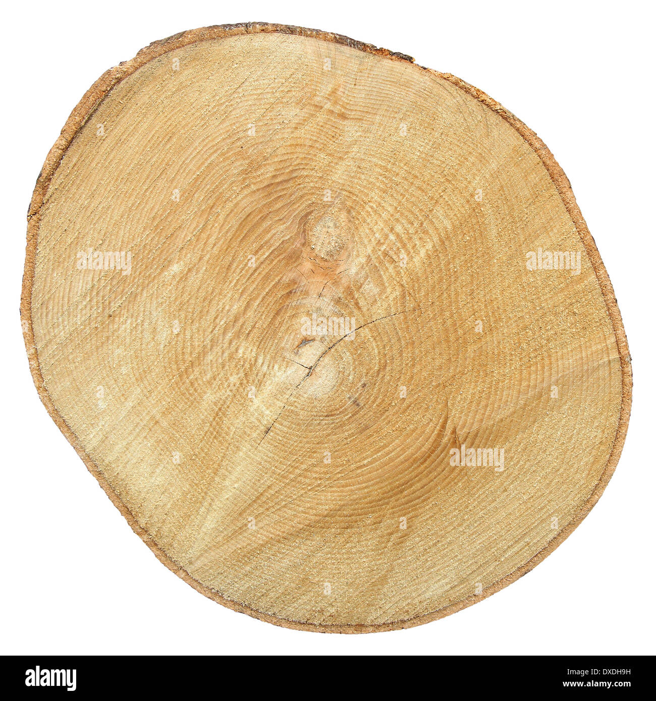 Section transversale du tronc de l'arbre isolé sur fond blanc avec Clipping Path Banque D'Images