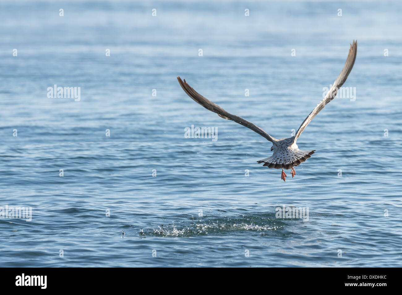 Mouette volant au-dessus de la mer bleu Banque D'Images