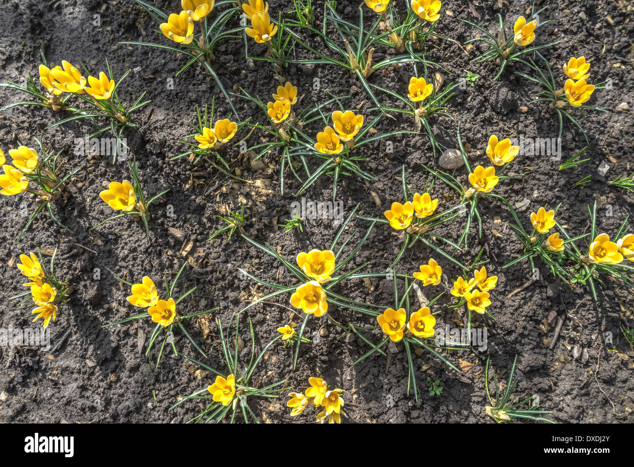 Fleur de printemps crocus close up Banque D'Images