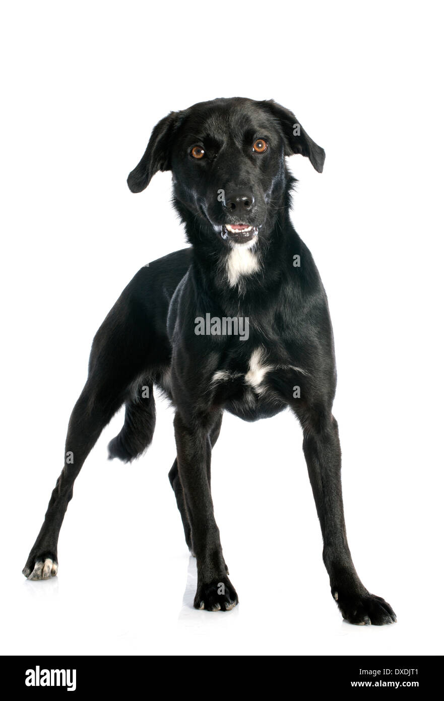 Croisé labrador retriever in front of white background Banque D'Images