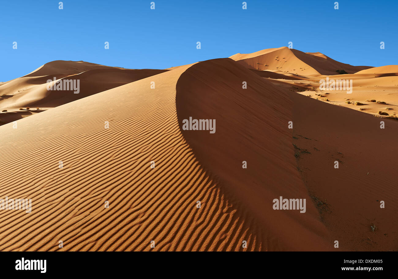 Sable parabolique Sahara dunes de l'erg Chebbi, Maroc, Afrique Banque D'Images