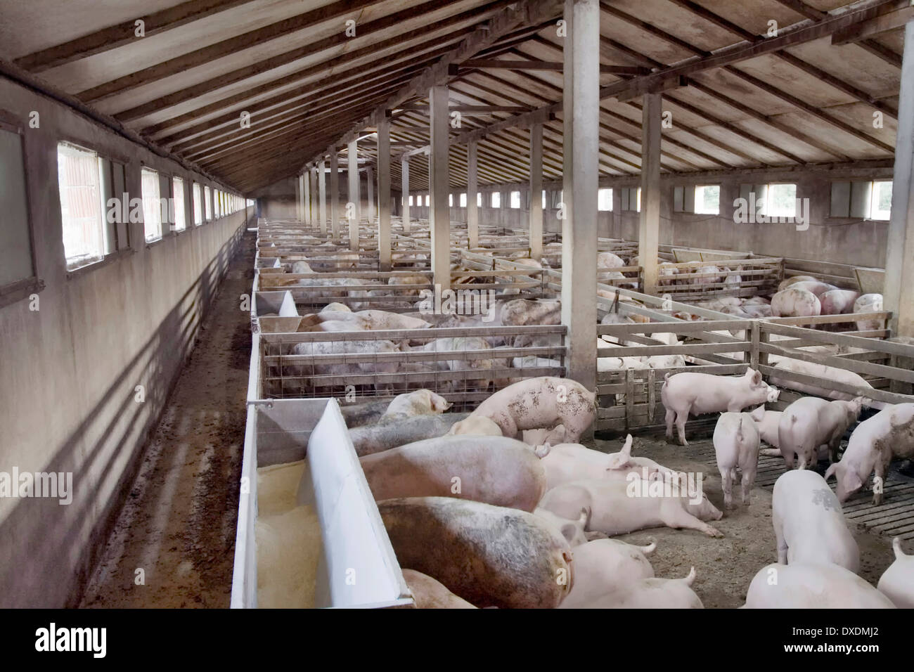 Grande ferme porcine d'élevage de porcs Banque D'Images