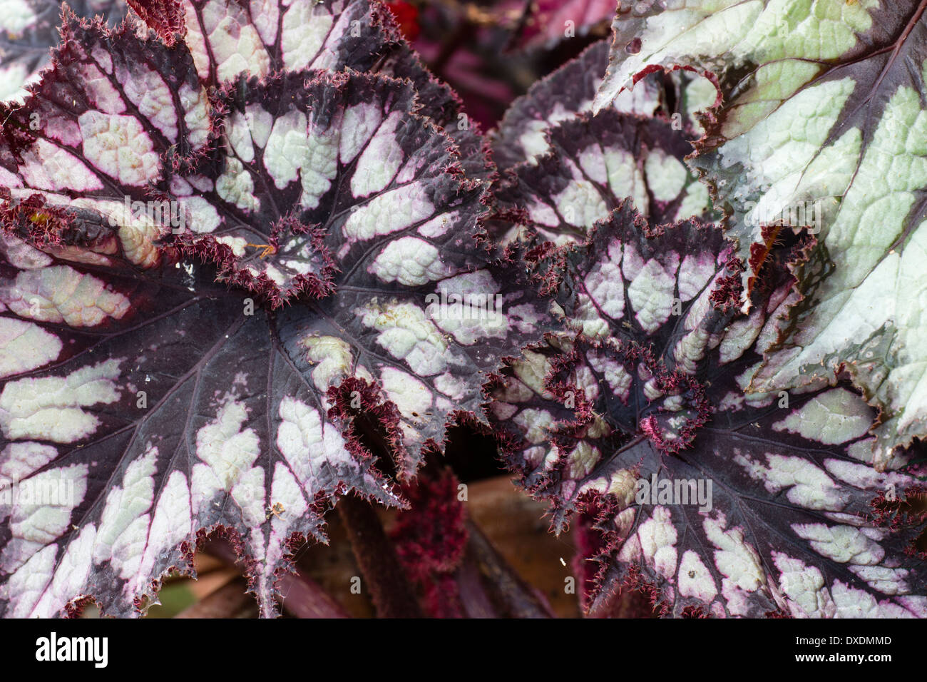 Exotique marqué feuillage du Begonia Rex hybride 'Chine' Curl Banque D'Images