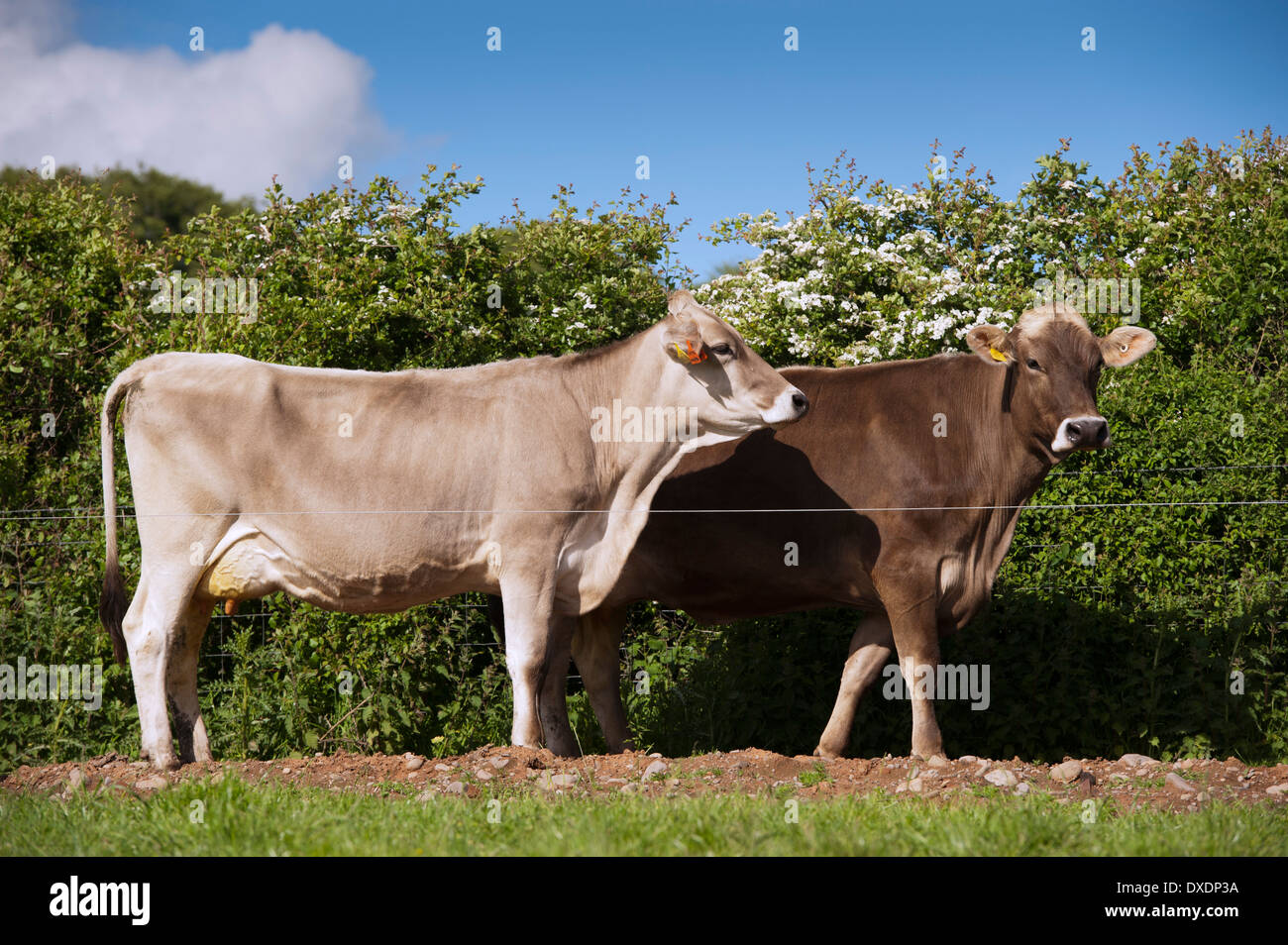 Troupeau de bovins laitiers suisse à la position de traite le long d'une voie Banque D'Images