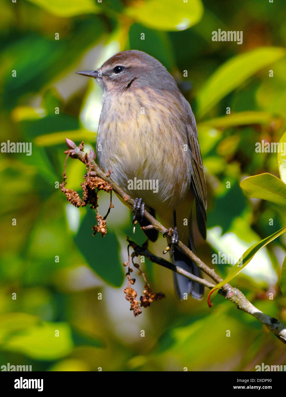 Paruline des palmiers (Setophaga palmarum) perchée sur une branche à la lumière du soleil, montrant un plumage jaune subtil et des tons bruns chauds, entourée d'un feuillage luxuriant. Banque D'Images