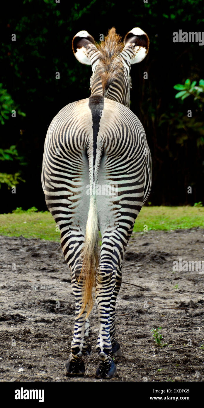 Zèbre de Grevy, Equus grevyi, zèbre, vue arrière, animal rayé, rayures zébrées, faune, faune africaine, dos zèbre, animal noir et blanc, sabot m Banque D'Images