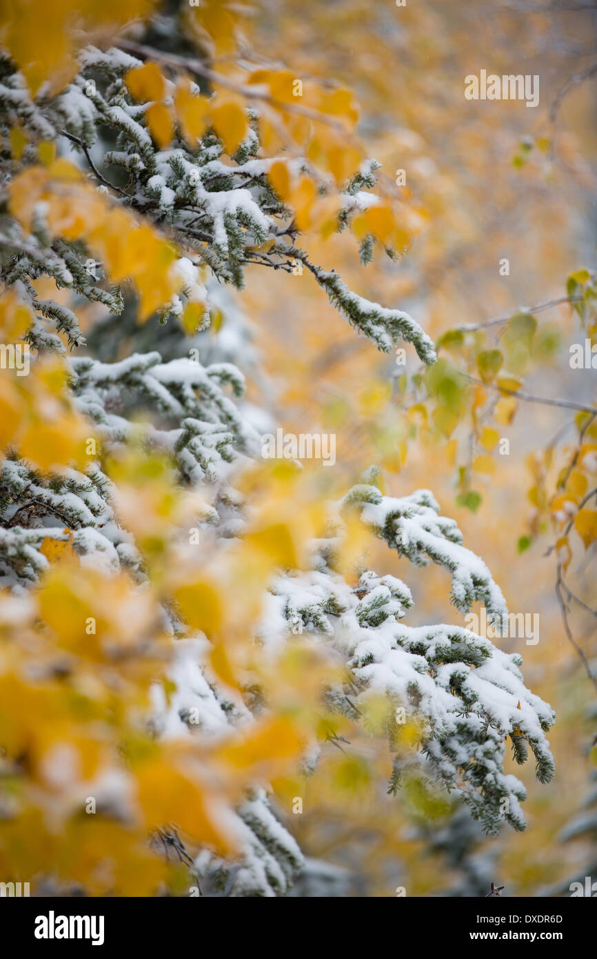 La couleur en automne et la première neige sur le dôme colline au-dessus de la ville de Dawson, Territoire du Yukon, Canada Banque D'Images