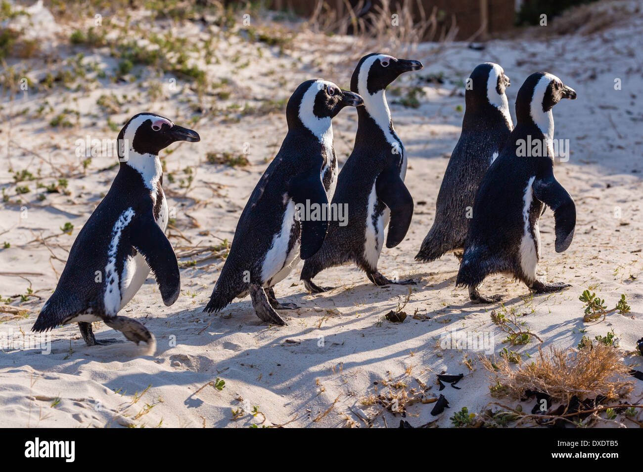 Un groupe de 5 manchots africains marchant sur une plage de sable. Banque D'Images