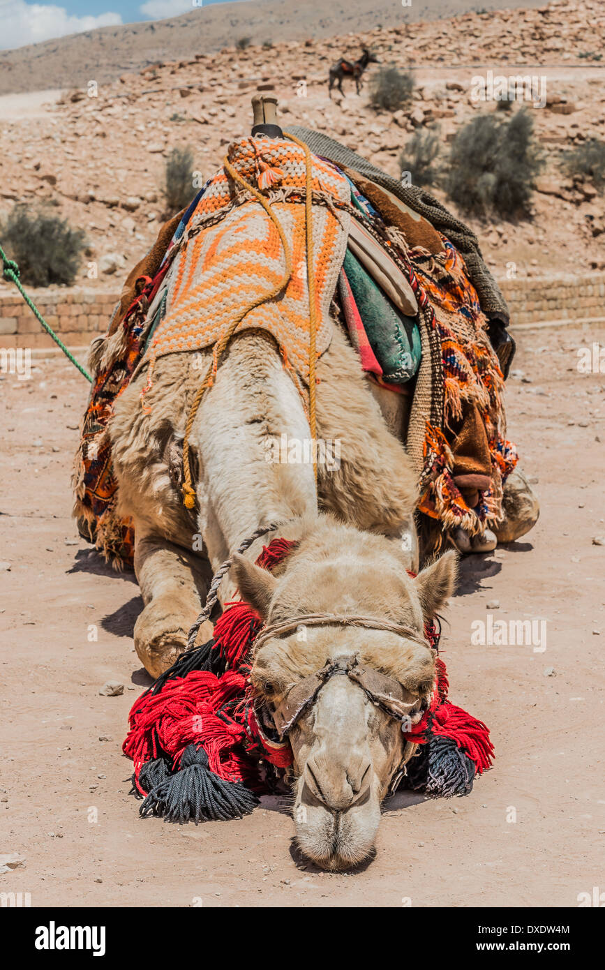 Des chameaux dans le Moyen-Orient Jordanie Pétra nabatéenne Banque D'Images