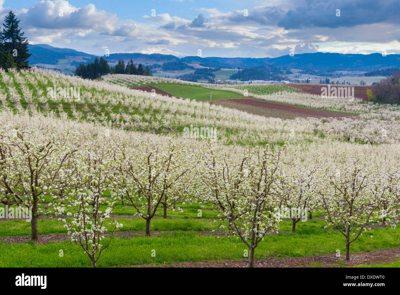 Verger au printemps, Hood River, Oregon, USA Banque D'Images