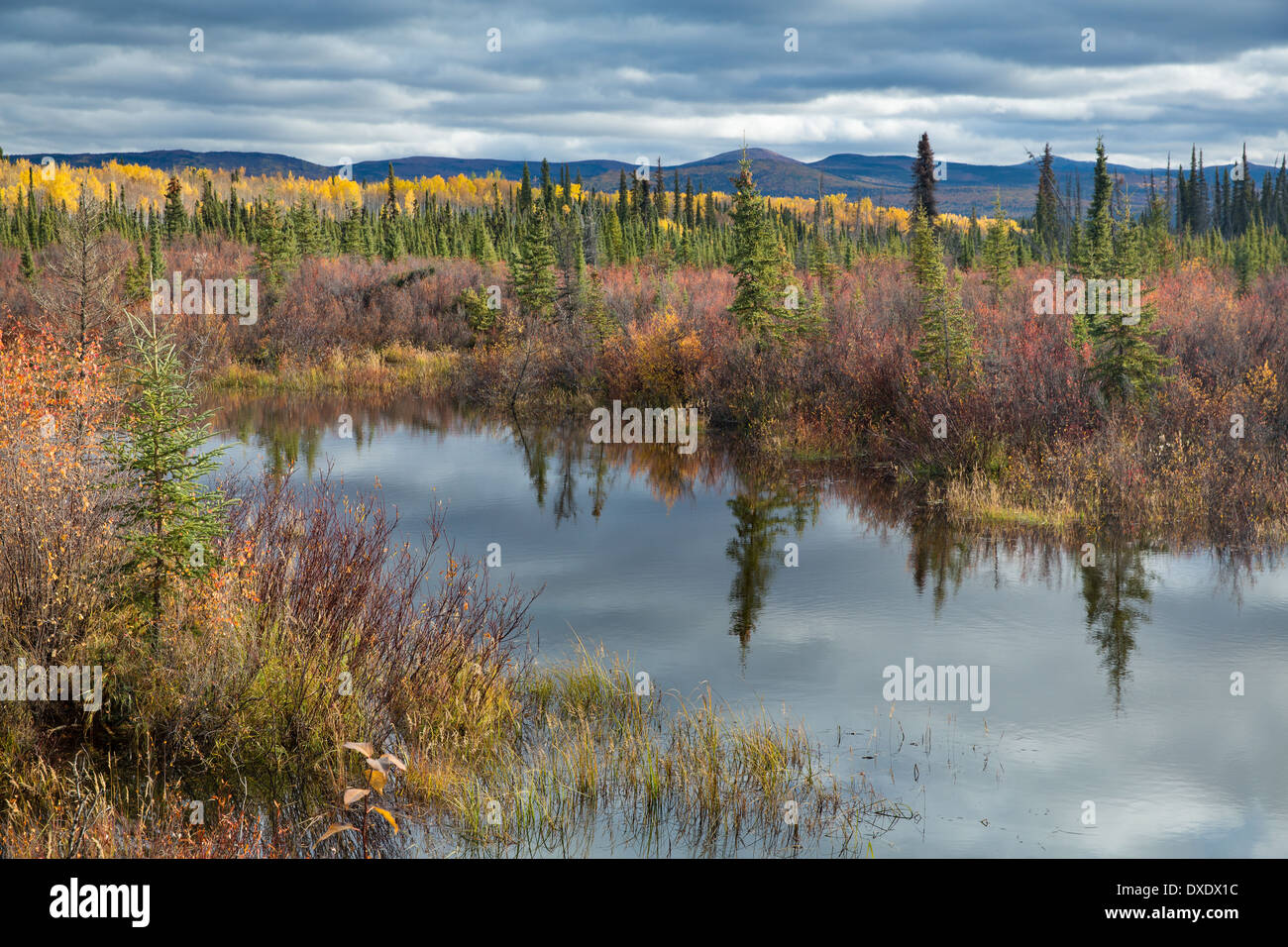 Couleurs d'automne dans la forêt boréale sur la piste de l'argent près de Mayo, au Yukon, Canada Banque D'Images