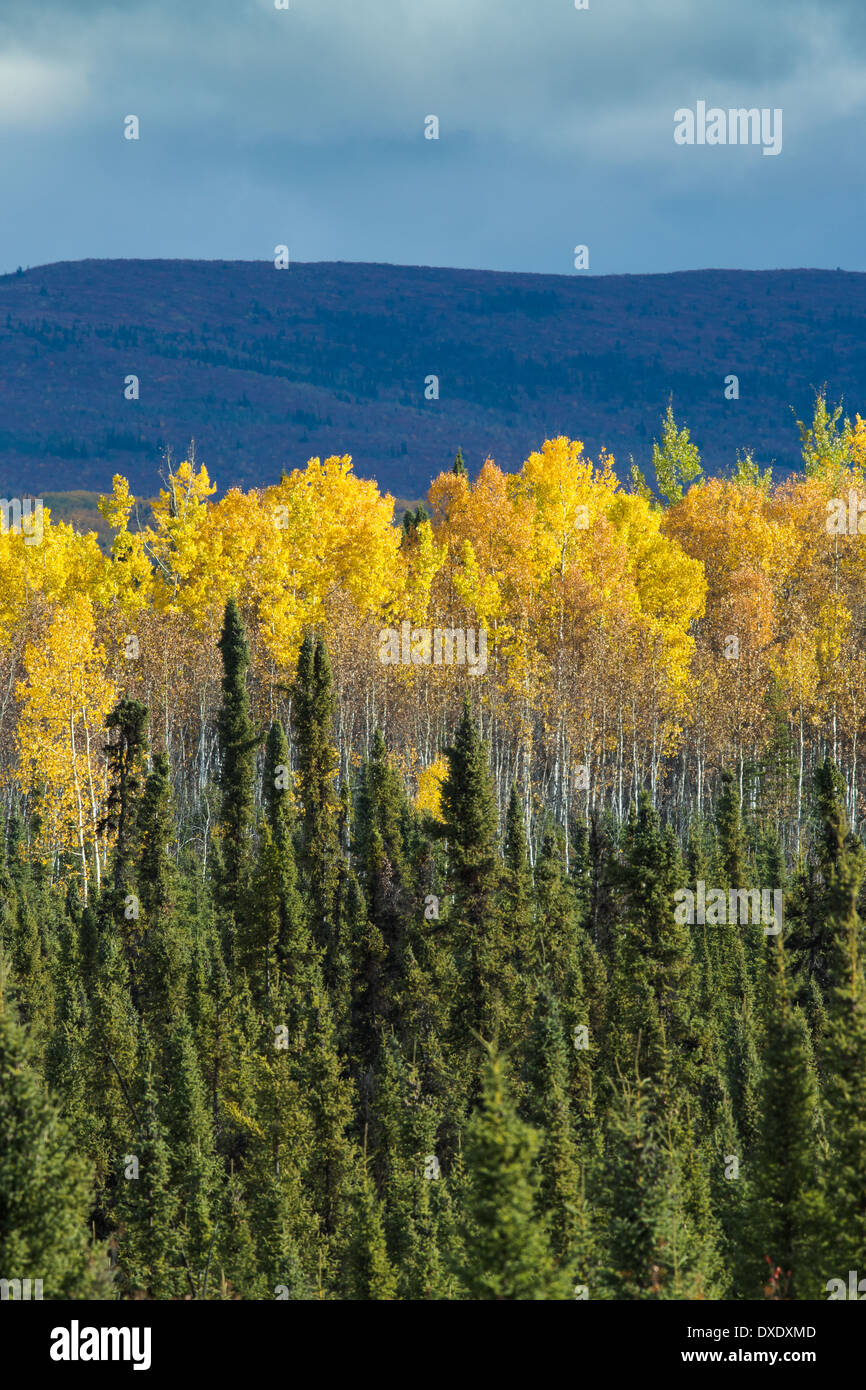 Doublure de couleur d'automne l'autoroute Klondike près de Moose Creek, au Yukon, Canada Banque D'Images