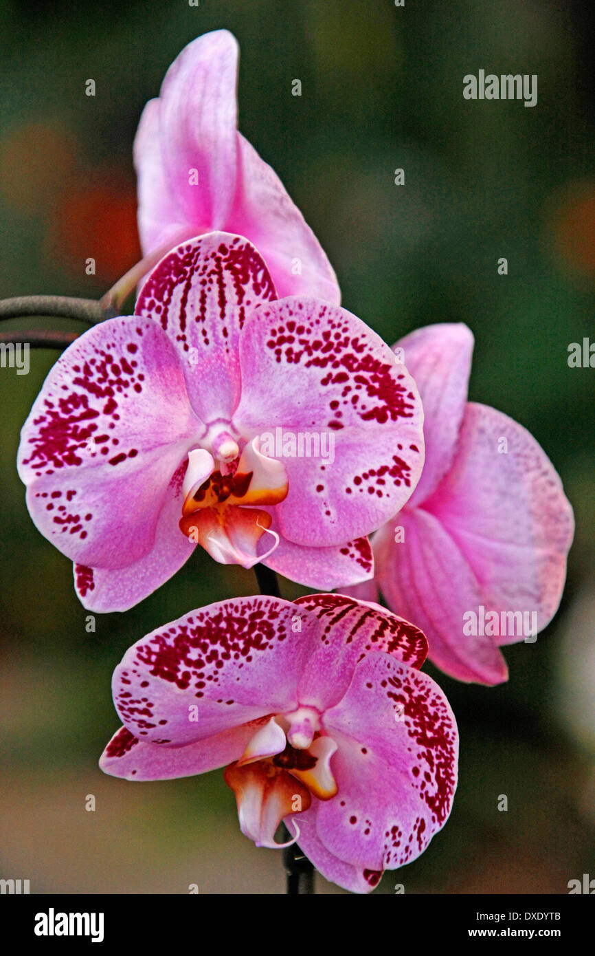 / Orchidée Phalaenopsis (hybride) Banque D'Images