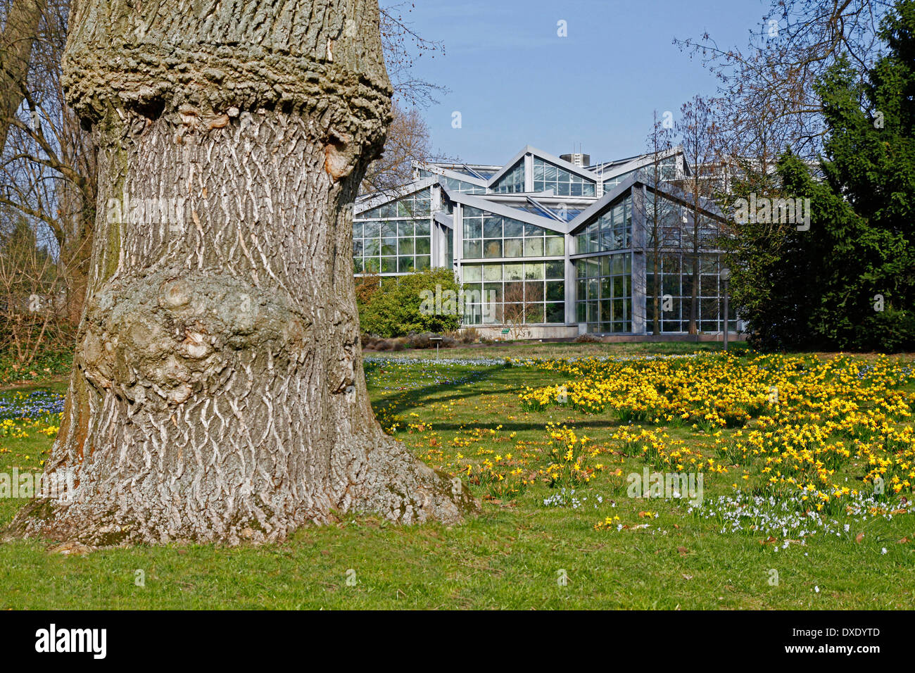 Le Frêne blanc, le Palmengarten, Frankfurt am Main, Hesse, Allemagne / (Fraxinus americana) / frêne américain Banque D'Images