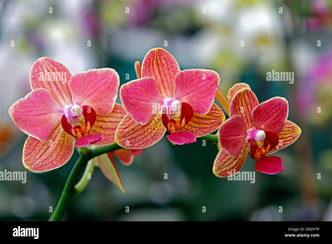 / Orchidée Phalaenopsis (hybride) Banque D'Images