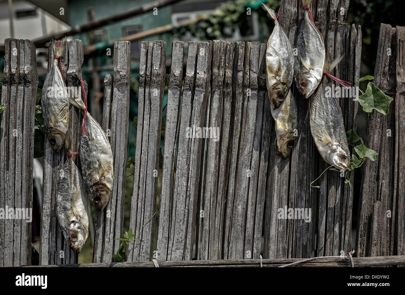 La limite quotidienne de prises de poissons frais hung pour sécher au soleil. S. E. Asie Thaïlande Banque D'Images