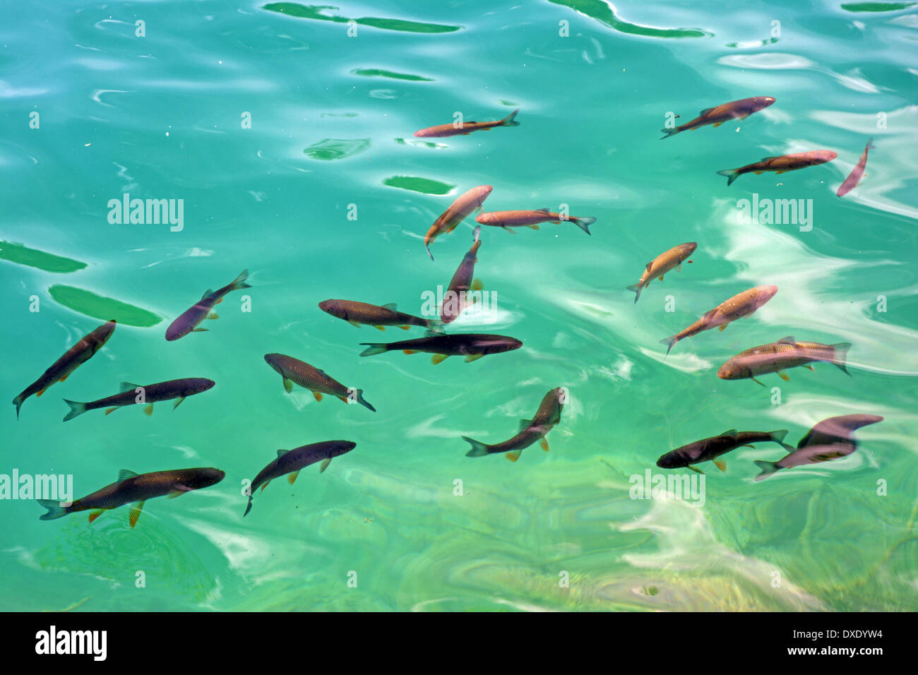 Les poissons dans les lacs de Plitvice, Croatie Banque D'Images