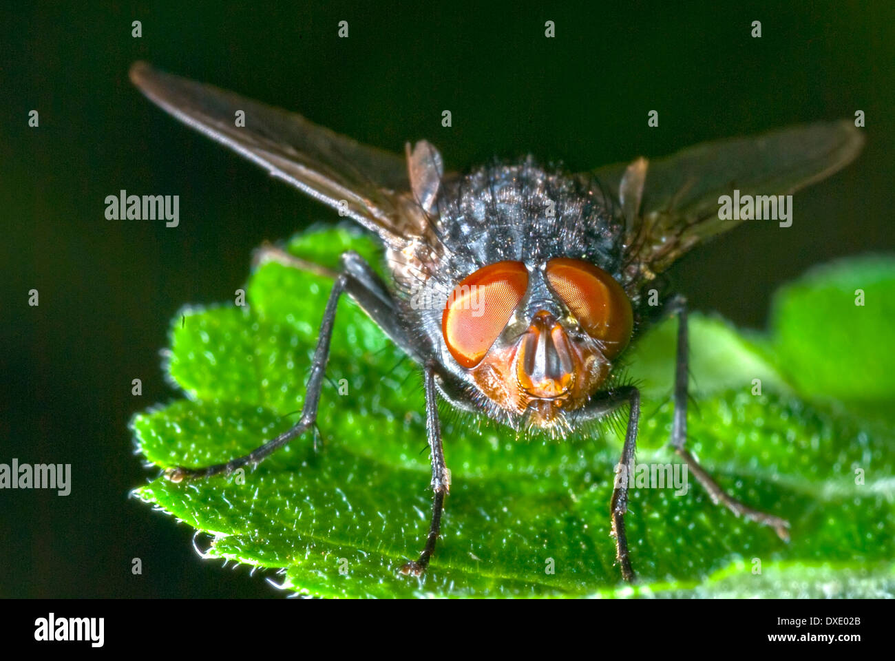 Fly, yeux composés Banque D'Images