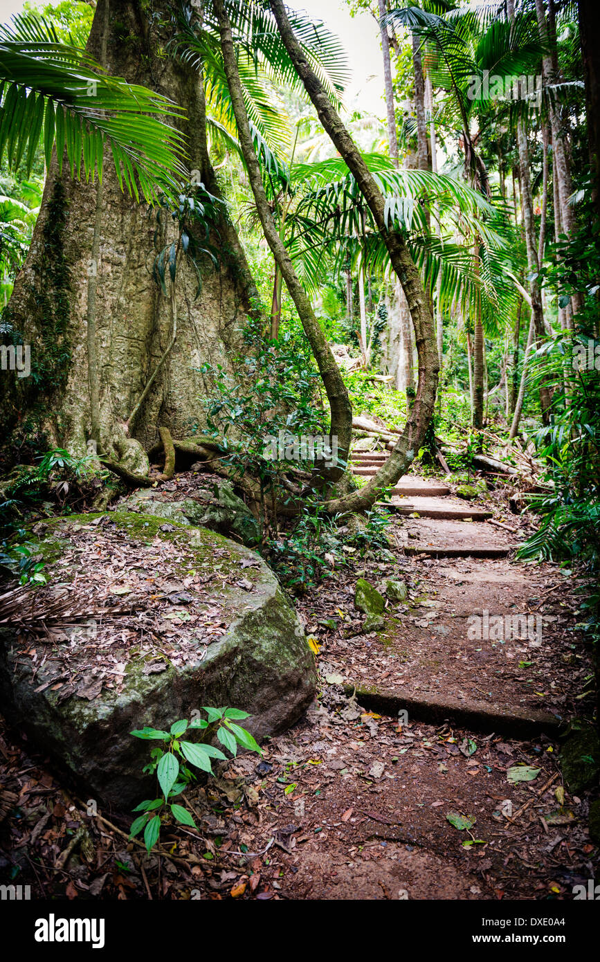 Chemin à travers la forêt ancienne le long de la piste de Mount Warning en Nouvelle Galles du Sud, Australie Banque D'Images
