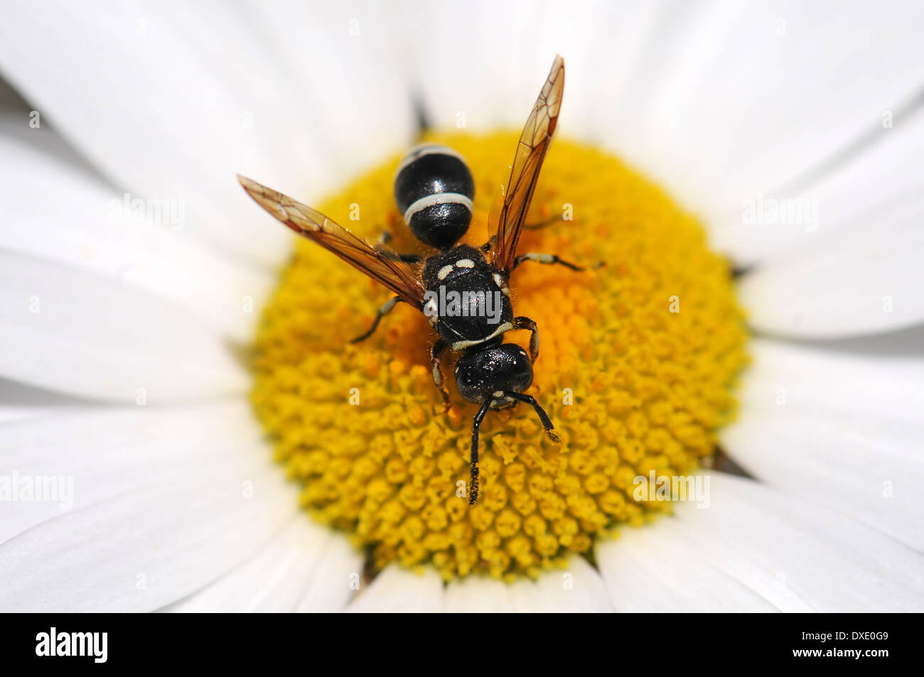 Wasp se nourrissent de pollen Banque D'Images