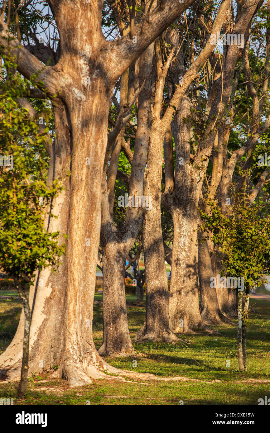 Grands arbres dans le parc Banque D'Images Grands arbres dans le parc Banque D'Images