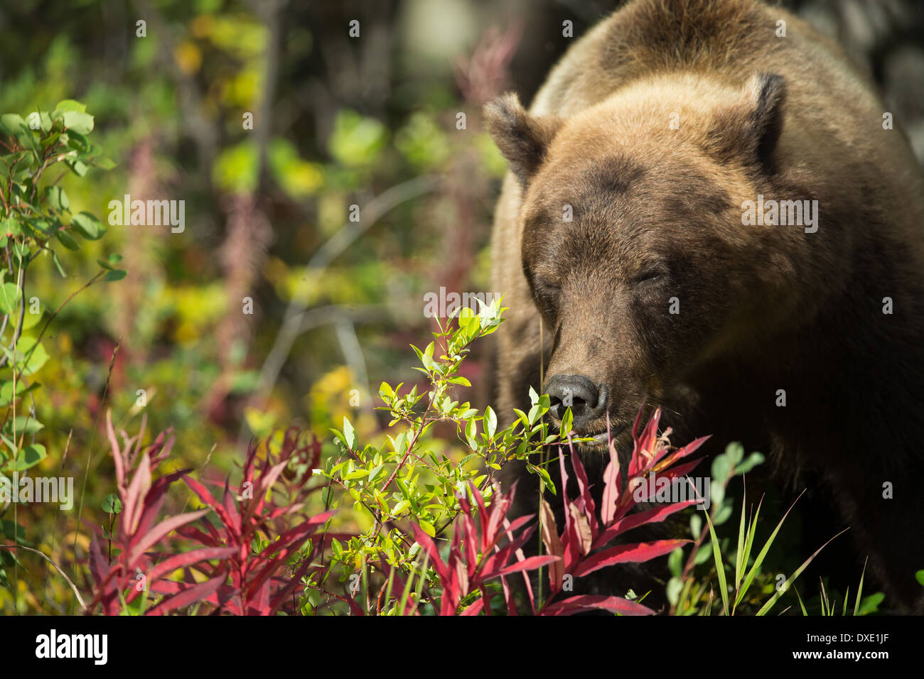 Un jeune grizzli, le parc national Kluane, Yukon, Canada Banque D'Images