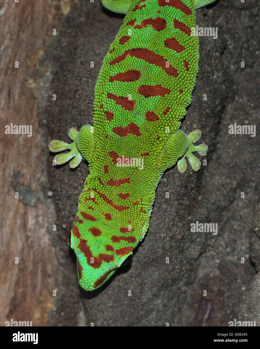 Gecko vert de Madagascar (Phelsuma madagascariensis jour) Banque D'Images