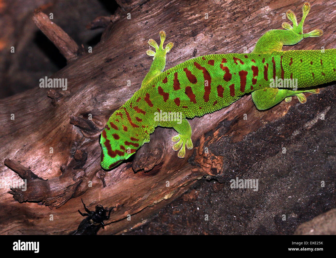 Gecko vert de Madagascar (Phelsuma madagascariensis jour) Banque D'Images