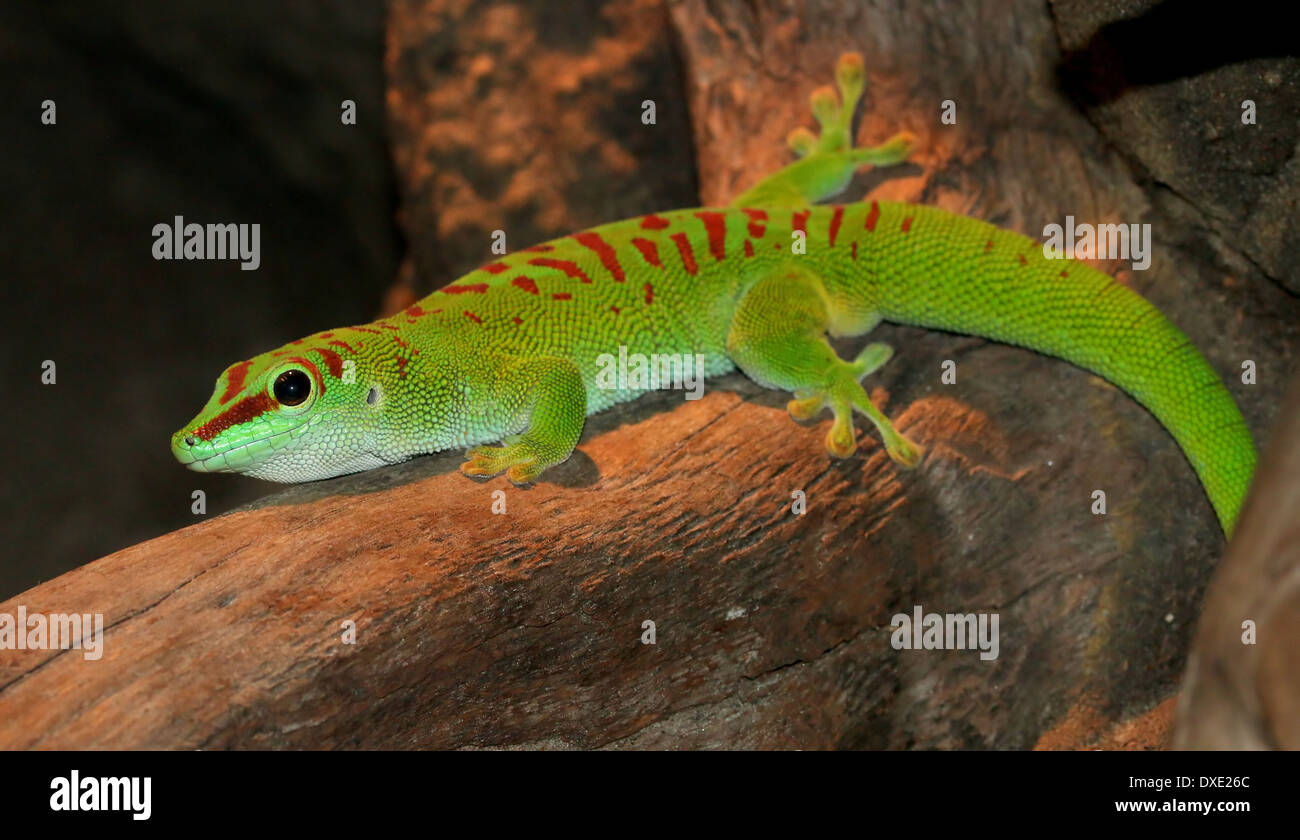 Gecko vert de Madagascar (Phelsuma madagascariensis jour) Banque D'Images