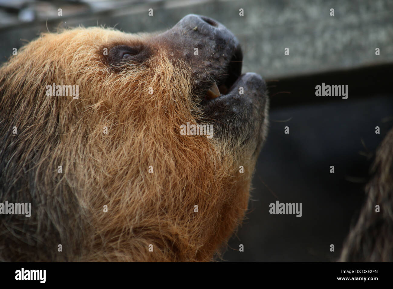 Hoffmann's deux-toed sloth (Choloepus hoffmanni) gros plan de la tête Banque D'Images