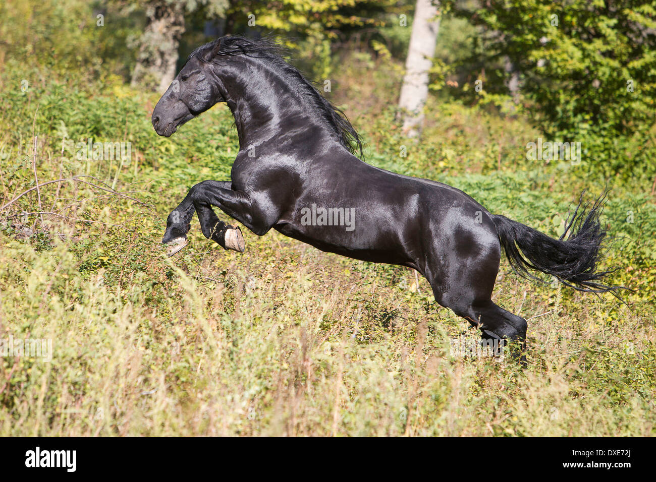 Cheval frison. Black Stallion galoper dans une forêt, Roumanie Banque D'Images