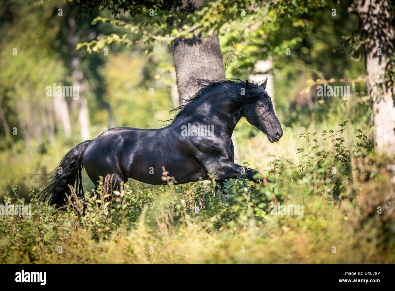 Cheval frison. Black Stallion galoper dans une forêt, Roumanie Banque D'Images