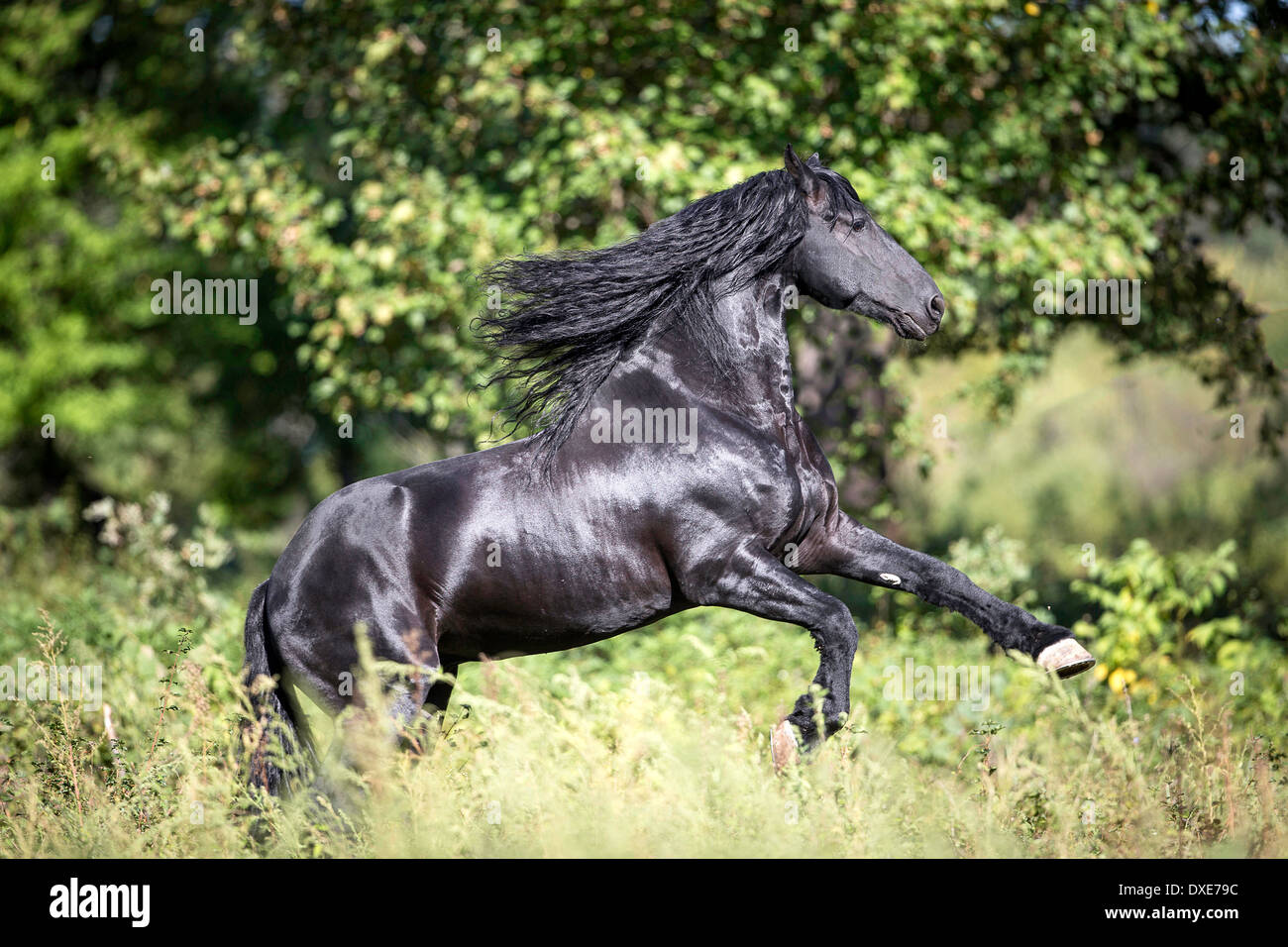 Cheval frison. Black Stallion galoper dans une forêt, Roumanie Banque D'Images