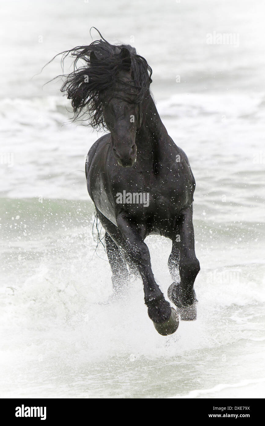 Cheval frison. Black Stallion galoper en surf, Roumanie Banque D'Images