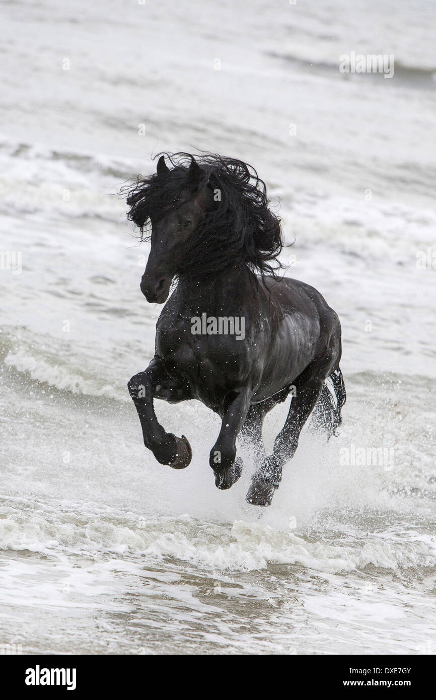 Cheval frison. Black Stallion galoper en surf, Roumanie Banque D'Images