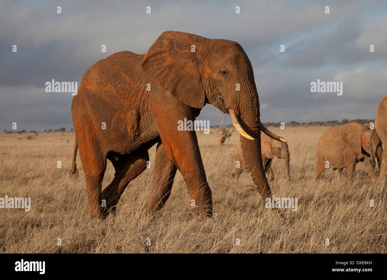 L'alimentation de l'éléphant dans la prairie de Taita Kenya Tsavo Ouest Banque D'Images
