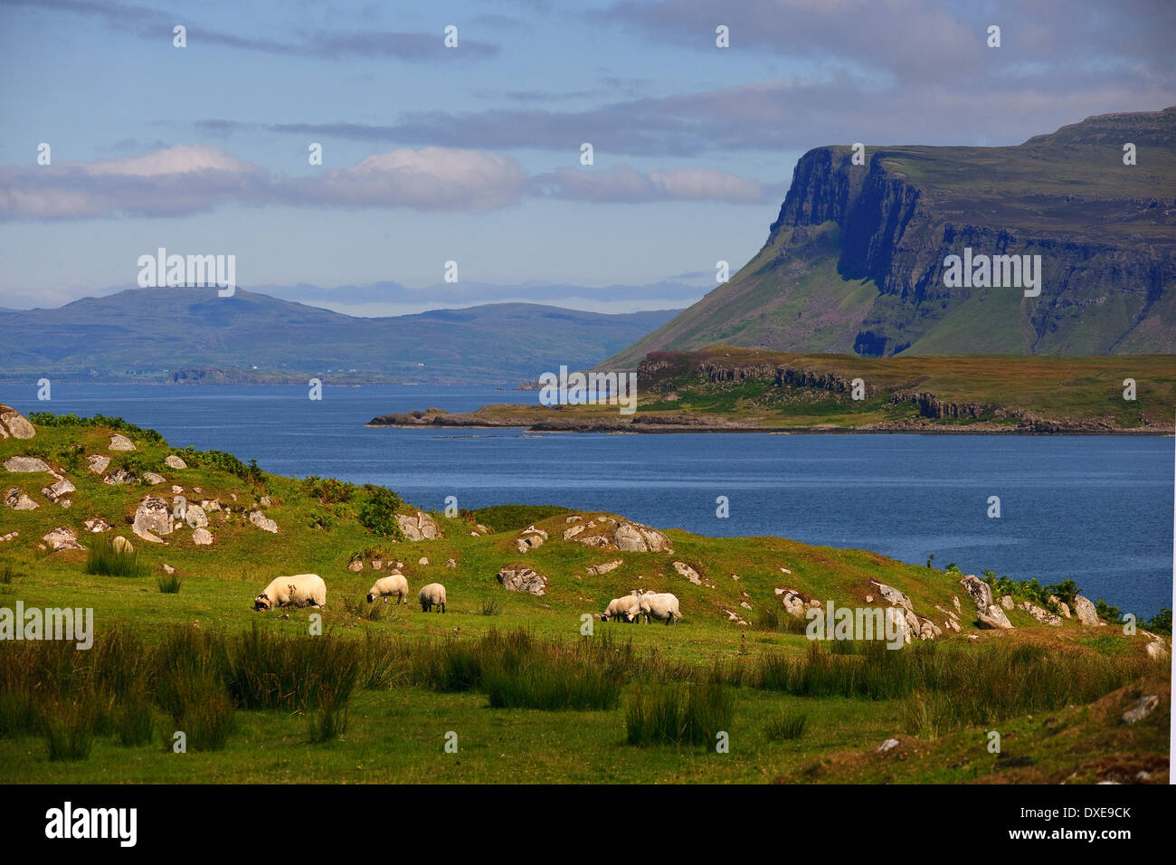 Moutons avec des falaises d'Ardmeanach dans view.île de Mull.Ecosse Banque D'Images