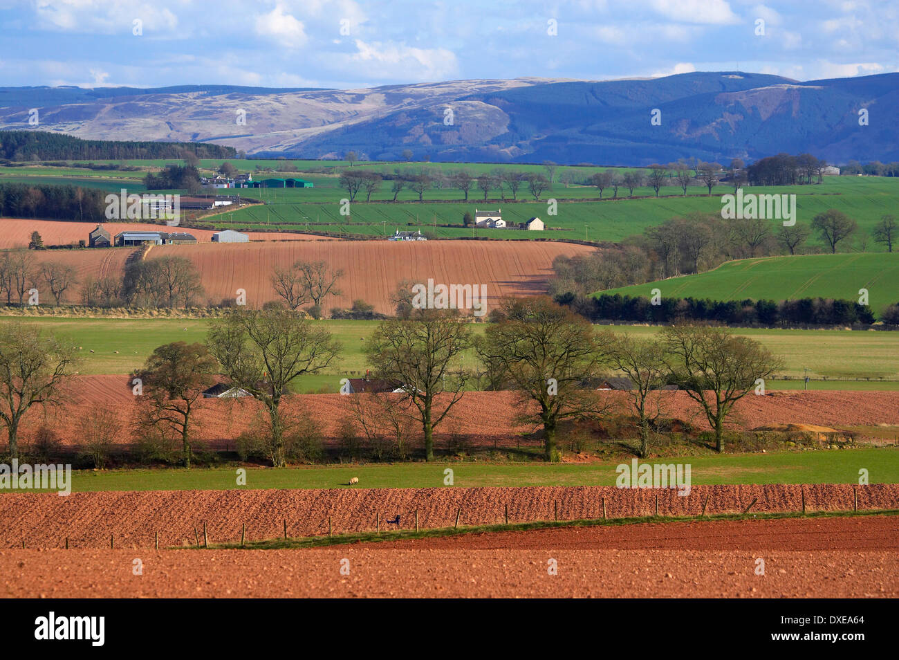Près de pâturages agricoles crief avec les collines Orchil lointain en vue, le Perthshire. Banque D'Images