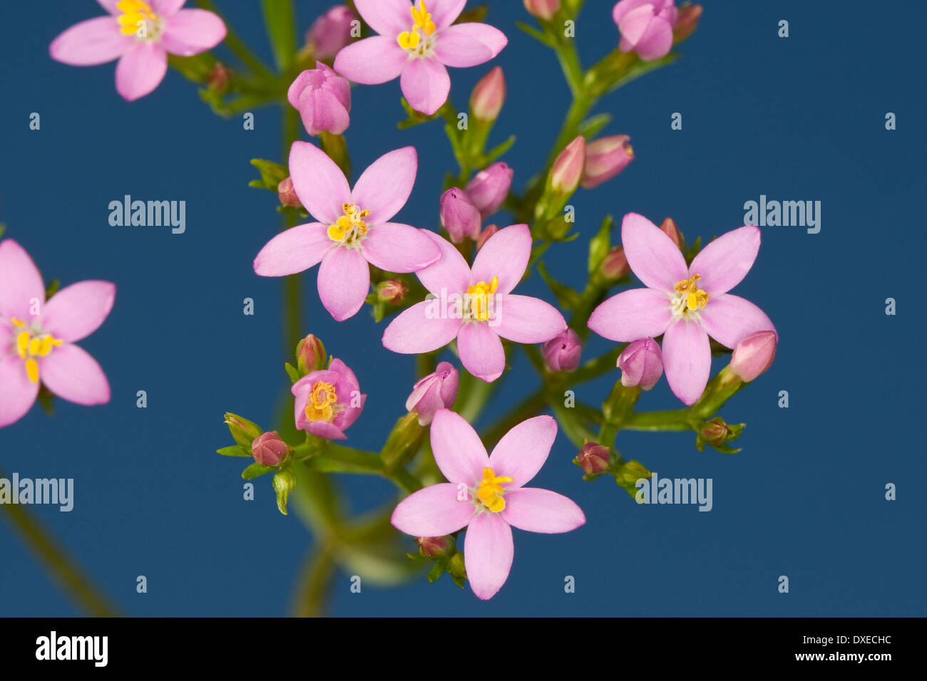 European centaurée, Echtes Tausendgüldenkraut, Centaurium erythraea, Tausendgüldenkraut, Centaurium erythraea Banque D'Images