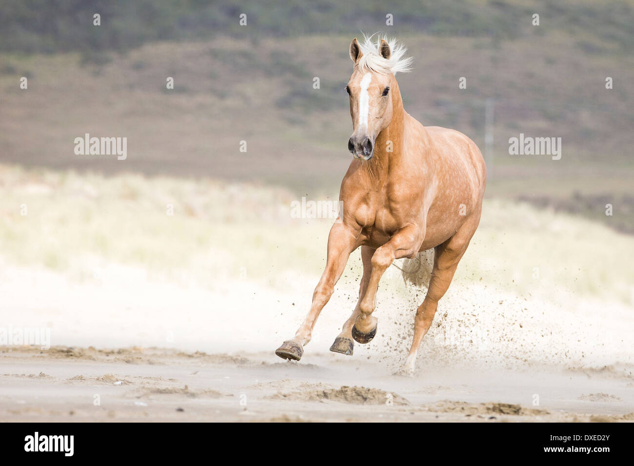 Quarab. Palomino galoper sur une plage. Nouvelle Zélande Banque D'Images