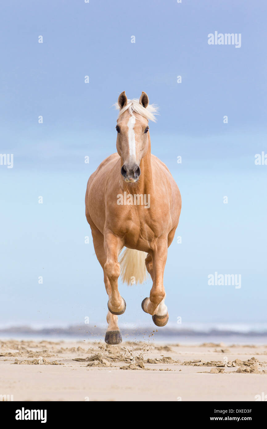 Quarab. Palomino galoper sur une plage. Nouvelle Zélande Banque D'Images