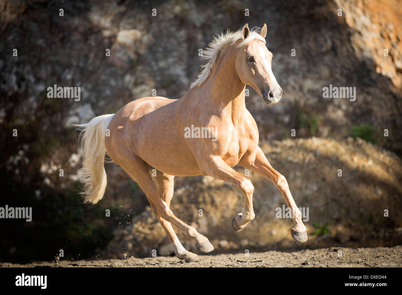 Quarab. Palomino galoper sur une plage. Nouvelle Zélande Banque D'Images
