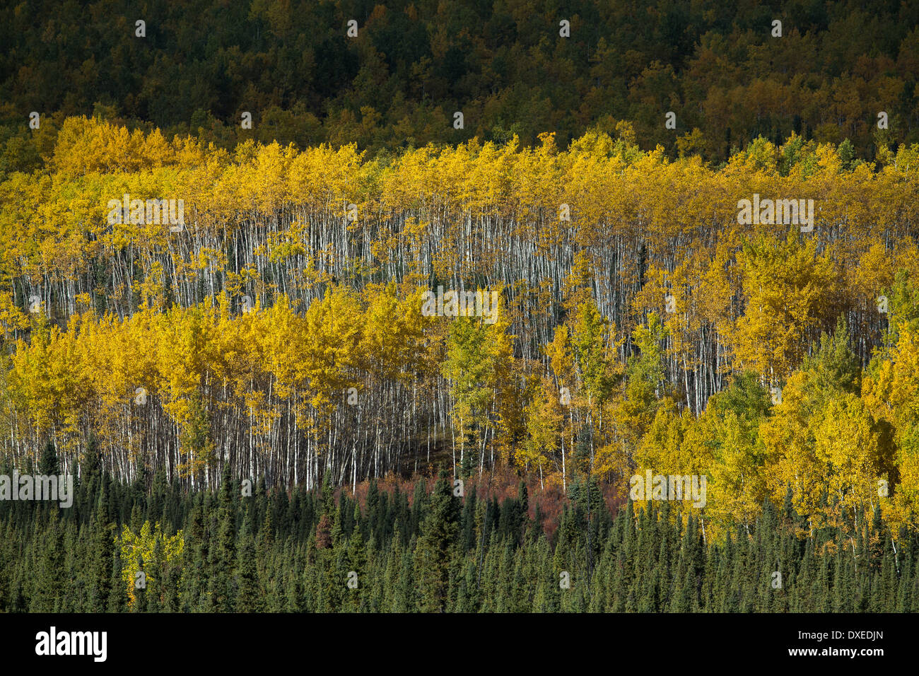 Couleurs d'automne nr Pelly Crossing, Yukon, Canada Banque D'Images