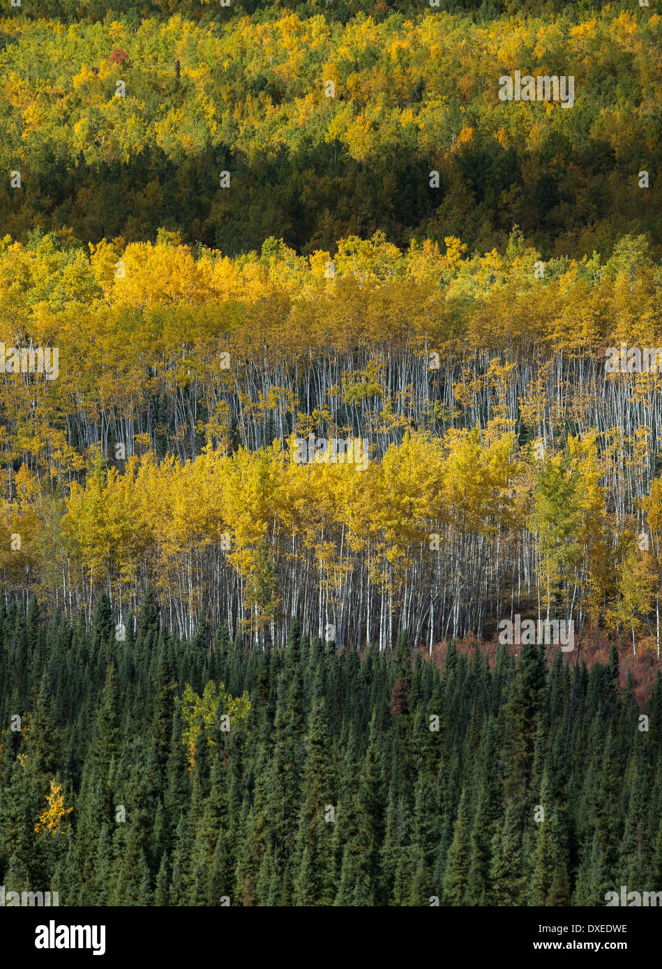 Couleurs d'automne nr Pelly Crossing, Yukon, Canada Banque D'Images