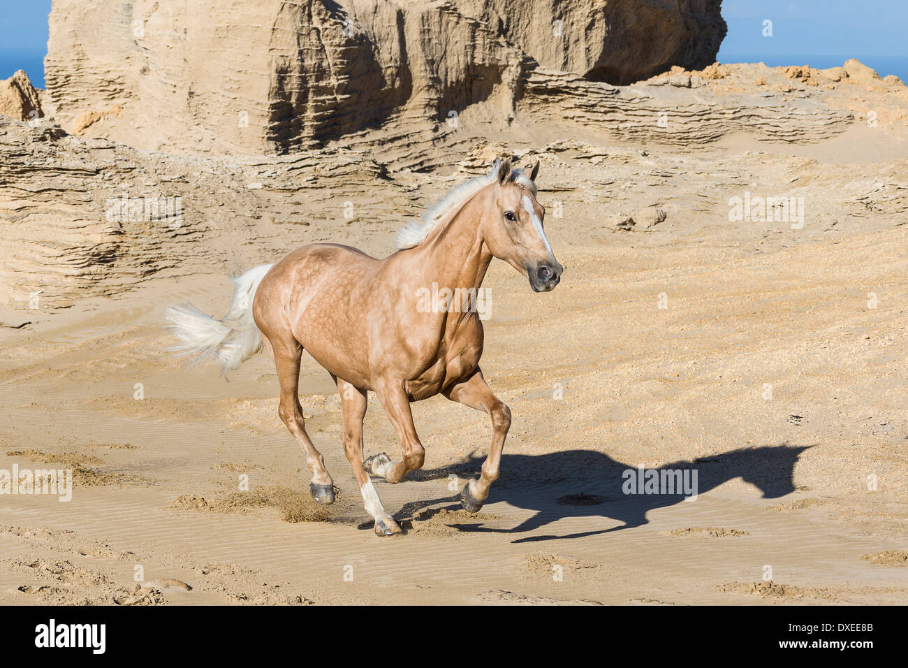 Quarab. Palomino galoper sur une plage. Nouvelle Zélande Banque D'Images