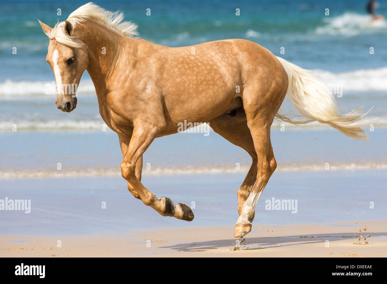 Quarab. Palomino galoper sur une plage. Nouvelle Zélande Banque D'Images