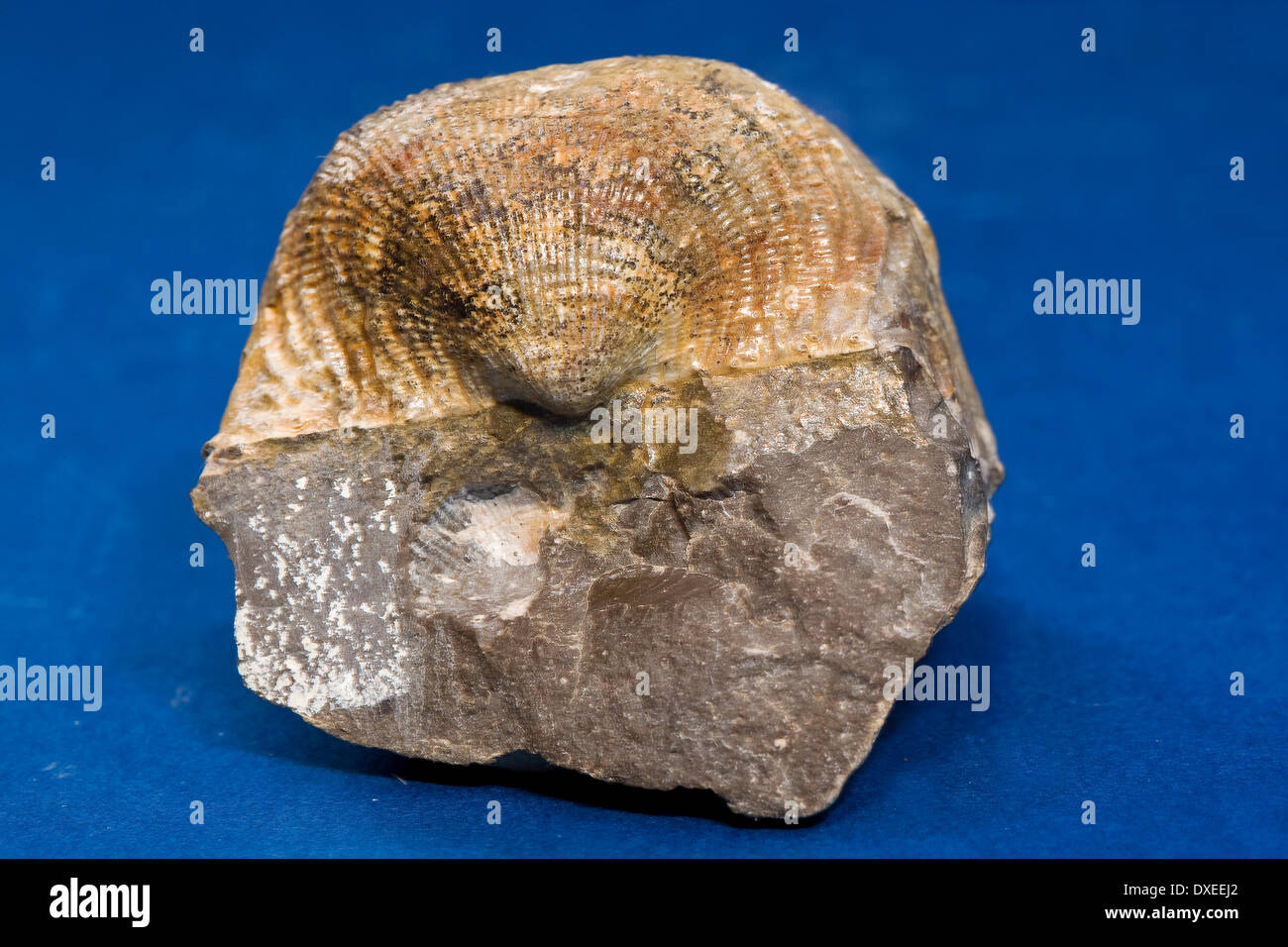 Brachiopodes fossiles (shell) dans une matrice calcaire carbonifère.Le nord du Pays de Galles Banque D'Images