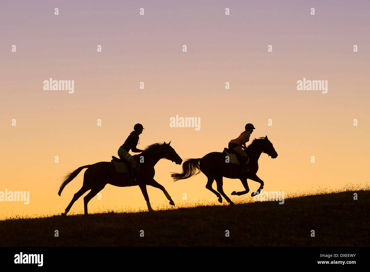 Cheval domestique. Deux coureurs sur les chevaux à sang chaud au galop, silhouetté contre le ciel du soir. Nouvelle Zélande Banque D'Images