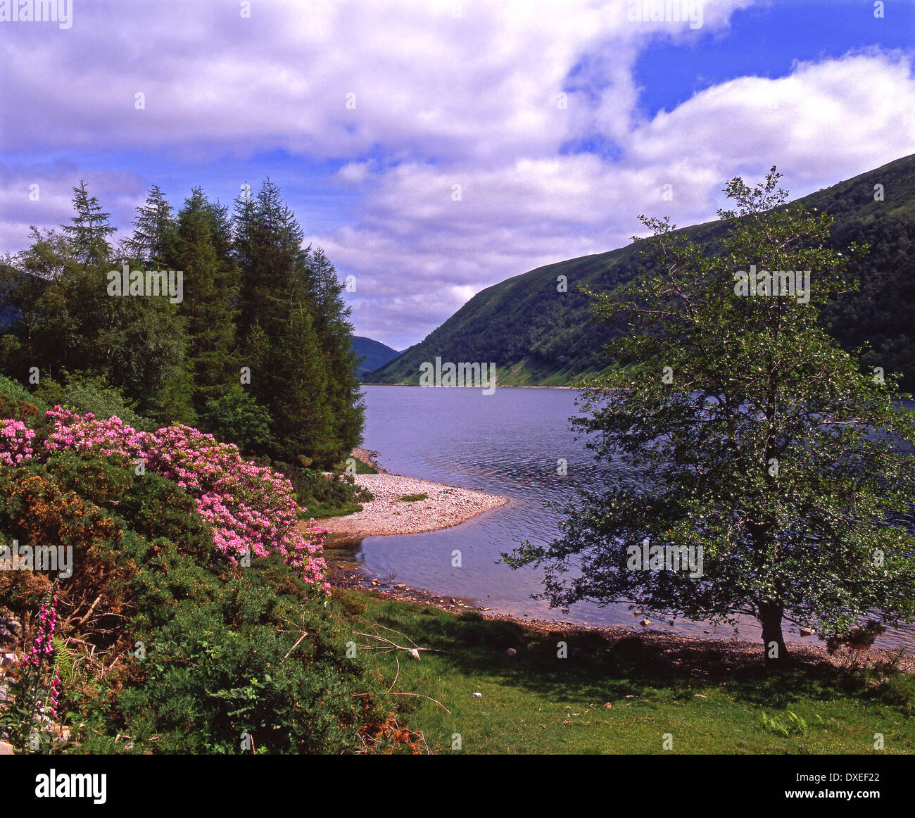 Le printemps à Glen Carron, Wester Ross.N/W Highlands. Banque D'Images